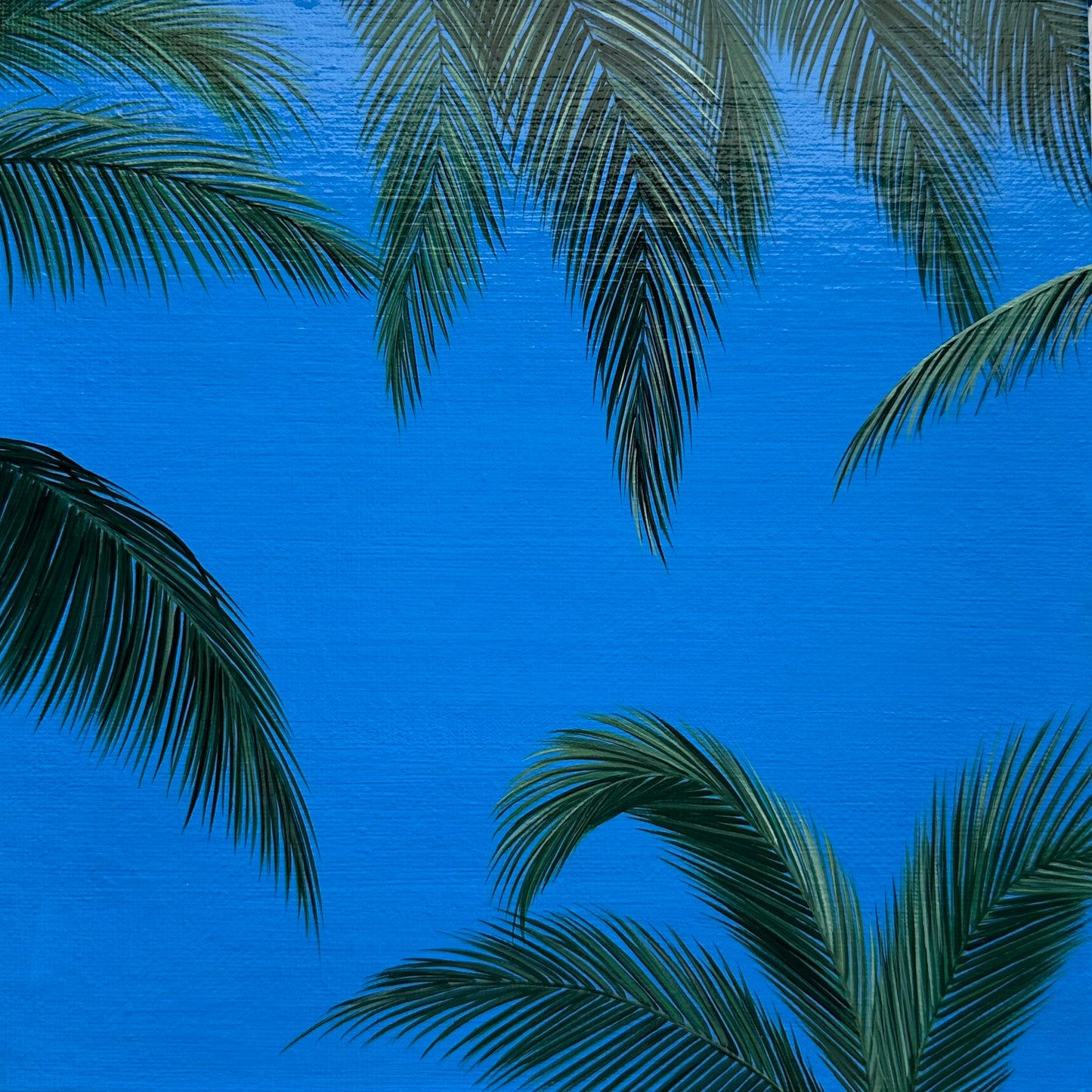 palm daydream